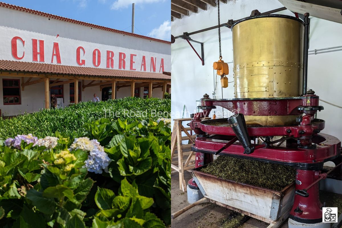 Tea plantation on San Miguel