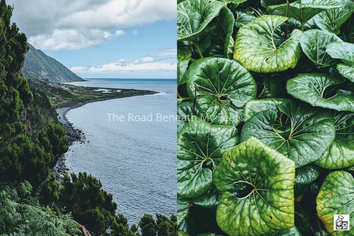 Faja on Sao Jorge and local fauna